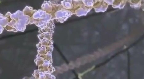 感受细胞的内在生命之美