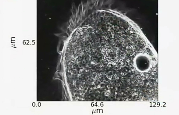 活细胞成像技术的实验