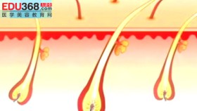 青春痘形成及治疗的动画演示