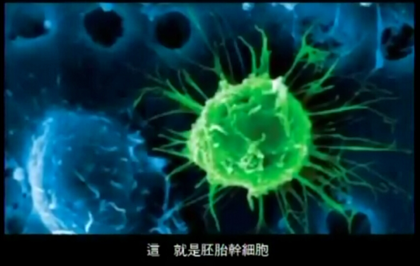 了解胚胎干细胞生物学特性