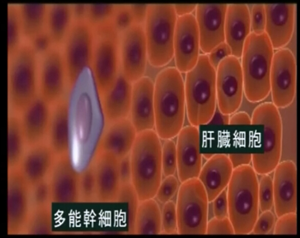 干细胞移植动画演示