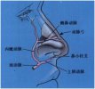 图解鼻子构造